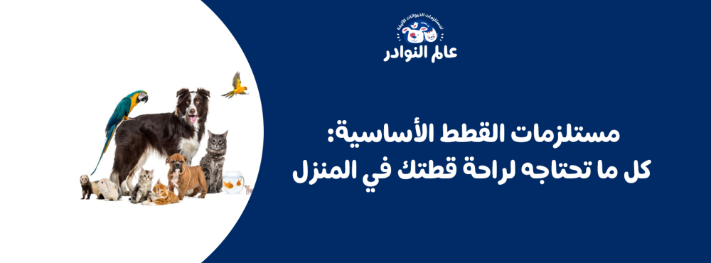 مستلزمات القطط الأساسية: كل ما تحتاجه لراحة قطتك في المنزل