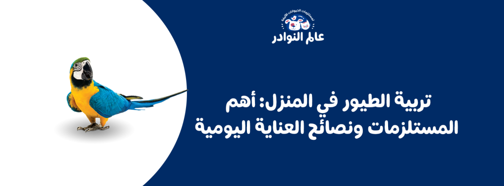 تربية الطيور في المنزل: أهم المستلزمات ونصائح العناية اليومية
