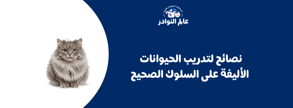 نصائح لتدريب الحيوانات الأليفة على السلوك الصحيح