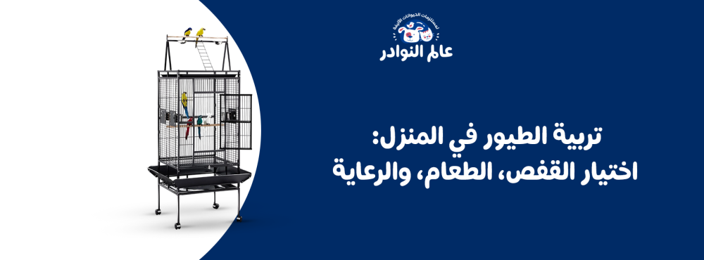 تربية الطيور في المنزل: اختيار القفص، الطعام، والرعاية