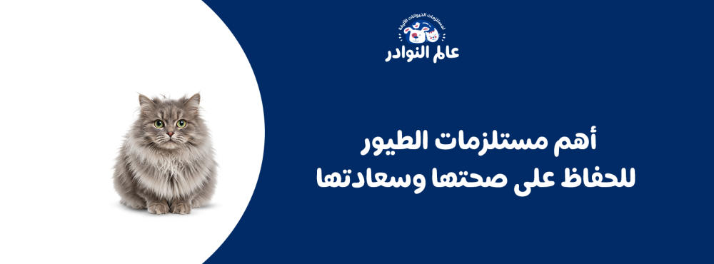 أهم مستلزمات الطيور للحفاظ على صحتها وسعادتها