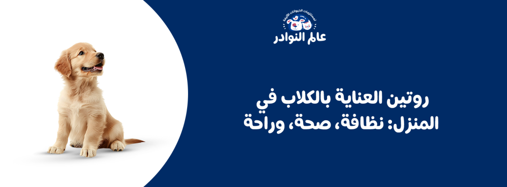 روتين العناية بالكلاب في المنزل: نظافة، صحة، وراحة