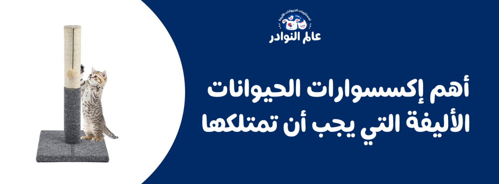 أهم إكسسوارات الحيوانات الأليفة التي يجب أن تمتلكها