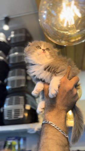 ذكر سكوتش فولد شيرازي بانده