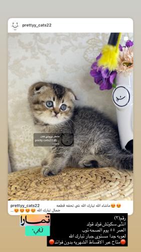 انثى-سكوتش فولد قولد شامل الاغراض