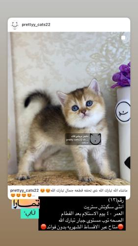انثى-سكوتش ستريت شامل الاغراض