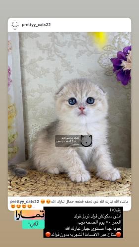 انثى-سكوتش فولد تربل فولد شامل الاغراض