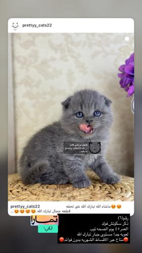 ذكر-سكوتش فولد تربل فولد شامل الاغراض