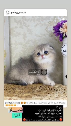 انثى-سكوتش فولد تربل فولد شامل الاغراض