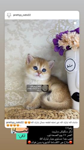 ذكر-سكوتش ستريت شامل الاغراض