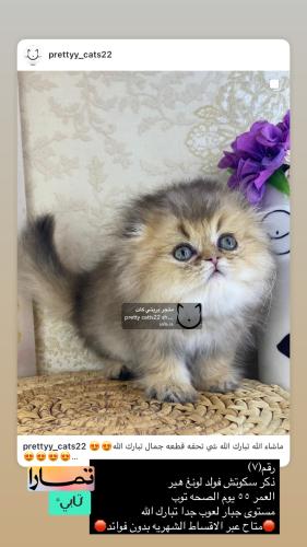 ذكر-سكوتش فولد لونغ هير شامل الاغراض