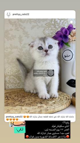 انثى-سكوتش فولد سلفر شامل الاغراض