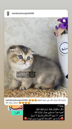 ذكر-سكوتش فولد قولد شامل الاغراض