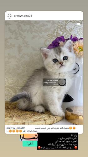 انثى-سكوتش ستريت شامل الاغراض