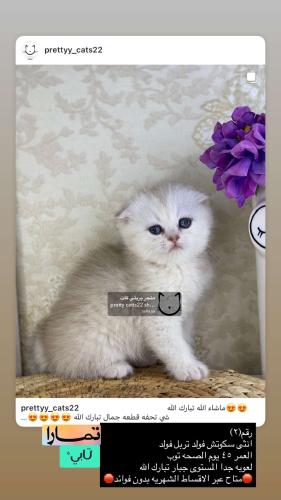 انثى-سكوتش فولد تربل فولد شامل الاغراض