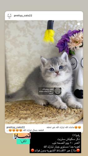 ذكر-سكوتش ستريت شامل الاغراض