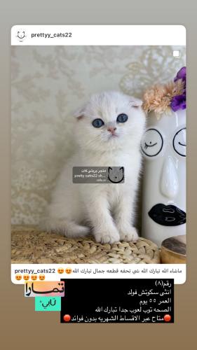انثى-سكوتش فولد سلفر شامل الاغراض