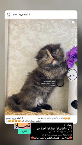 انثى-سكوتش فولد تربل فولد لونغ هير  شامل الاغراض