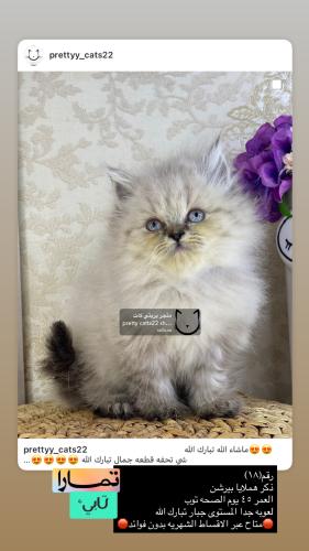 ذكر-هملايا بيرشن شامل الاغراض