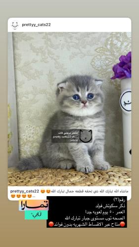 ذكر-سكوتش سنقل فولد شامل الاغراض