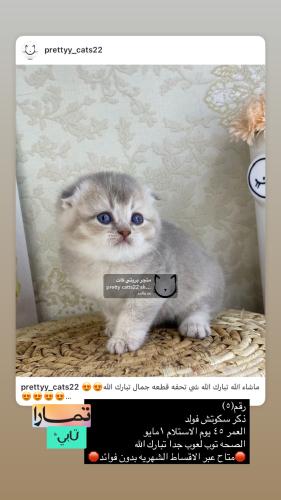 ذكر-سكوتش فولد شامل الاغراض