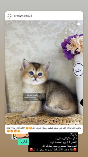 ذكر-سكوتش ستريت شامل الاغراض
