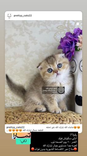 انثى-سكوتش فولد شامل الاغراض