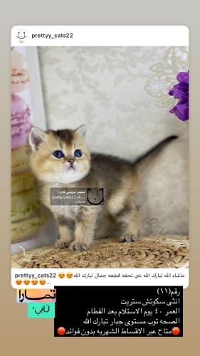 انثى-سكوتش ستريت شامل الاغراض