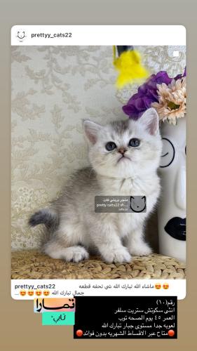 انثى-سكوتش ستريت سلفر شامل الاغراض