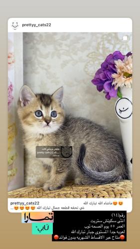 انثى-سكوتش ستريت شامل الاغراض