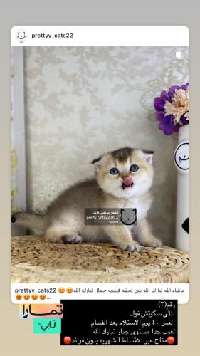 انثى-سكوتش فولد شامل الاغراض