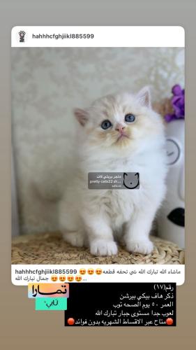 ذكر-هاف بيكي بيرشن شامل الاغراض