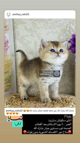 انثى-سكوتش ستريت شامل الاغراض