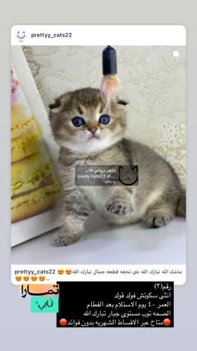 انثى-سكوتش فولد شامل الاغراض