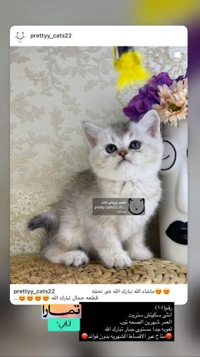 انثى-سكوتش ستريت شامل الاغراض