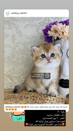 ذكر-سكوتش ستريت شامل الاغراض