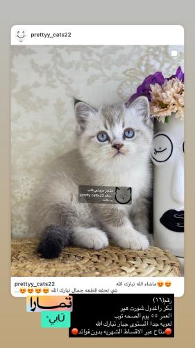 ذكر-راغدول شورت هير شامل الاغراض