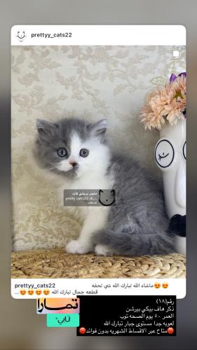 ذكر-هاف بيكي بيرشن شامل الاغراض