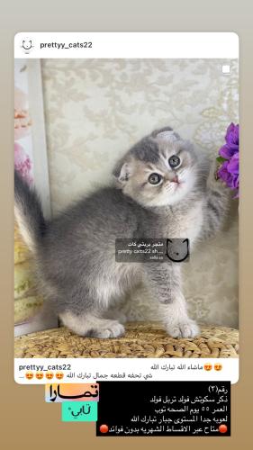 ذكر-سكوتش فولد تربل فولد شامل الاغراض