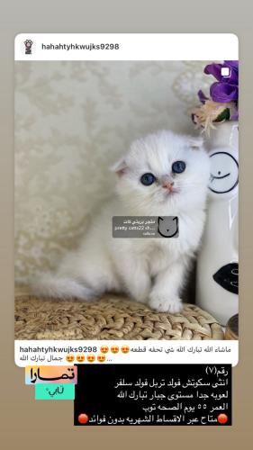 انثى-سكوتش فولد سلفر شامل الاغراض