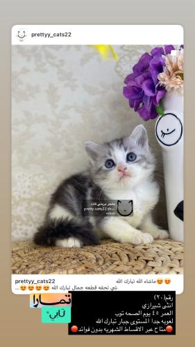 انثى-شيرازي شامل الااغراض