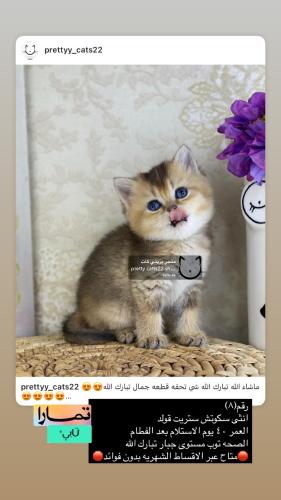 انثى-سكوتش ستريت قولد شامل الاغراض