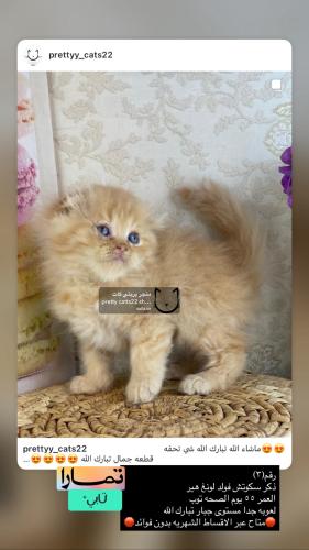 ذكر-سكوتش فولد تربل فولد لونغ هير شامل الاغراض