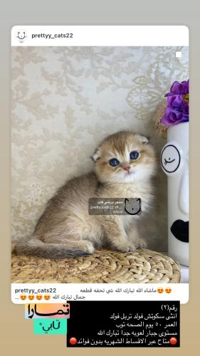 انثى-سكوتش فولد تربل فولد شامل الاغراض