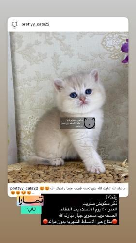 ذكر-سكوتش ستريت شامل الاغراض