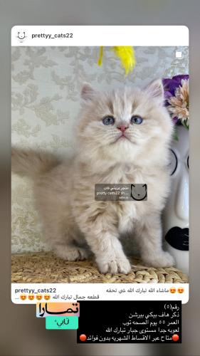 ذكر-هاف بيكي بيرشن شامل الاغراض