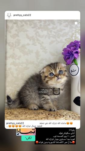 انثى-سكوتش فولد  شامل الاغراض