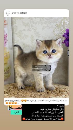 ذكر-سكوتش ستريت قولد شامل الاغراض