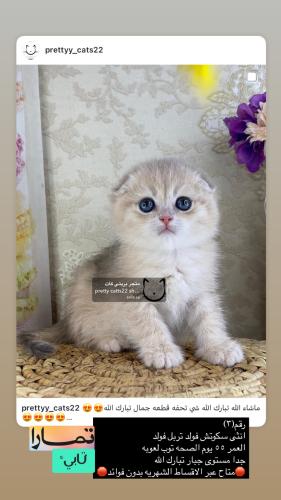 انثى-سكوتش فولد تربل فولد شامل الاغراض