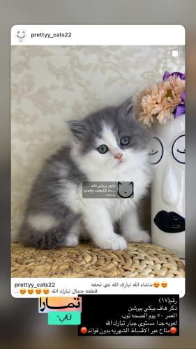 ذكر-هاف بيكي بيرشن شامل الاغراض